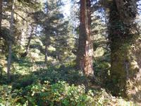 Urwald auf Vancouver Island