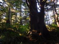 Urwald auf Vancouver Island