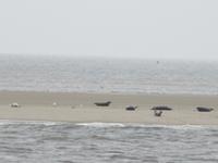 Seehunde