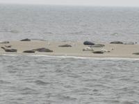 Sandbänke mit Seehunden