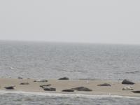 Sandbänke mit Seehunden