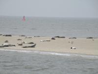 Seehunde