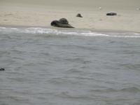 Seehunde