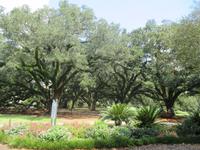 Oak Alley Plantage