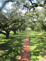 Oak Alley Plantage