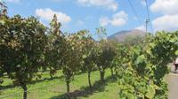 Auf dem Weingut