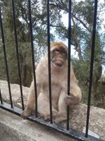 Gibraltar Berberaffen