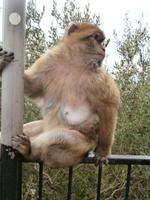 Gibraltar Berberaffen