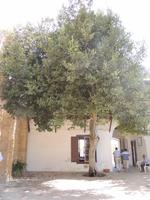 Heiliges Barnabas Kloster