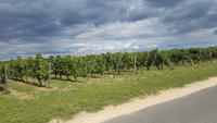 Weinberge bei Saumur