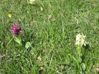 Violettes und Gelbes Holunderknabenkraut