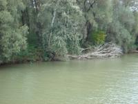 Im Donaudelta