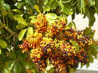 Sestri Levante Herbst 16