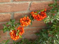 Ribnitz-Dammgarten 5