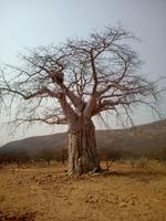 Baobab