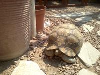 Pantherschildkröte im Gartencafé von Lüderitz