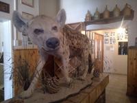 Tüpfelhyäne in Maltahöhe