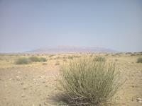 Wolfsmilchgewächse vor dem Brandberg