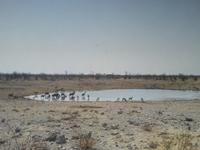 Hochbetrieb am Wasserloch