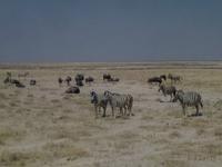 Zebras und Gnus im Etosha-Park