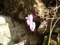 Amalfi Blüte im Oktober 1