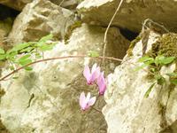 Blüte im Oktober bei Amalfi 3