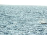 Schiffsreise zurück zum Hotel. Delfine in Sicht