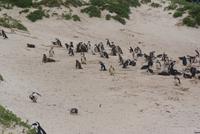 Boulders Beach mit Pinguinenkolonie