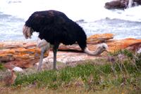 Ein männlicher Strauß am Kap der guten Hoffnung