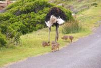 Straußenvater mit Nachwuchs