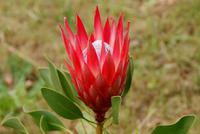 Königsprotea