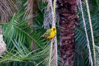 Webervogel beim Nestbau in Knysna