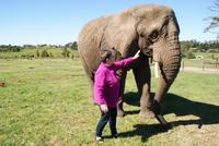 Elefanten hautnah im Knysna Elephant Park