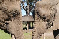 Elefanten hautnah im Knysna Elephant Park