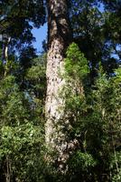 der Big Tree im Nationalpark, Blick in schwindelnde Höhe