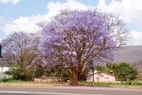Wunderschöne Jacaranda Bäume in der Region um Johannesburg
