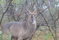 Wasserbock im Krüger Park