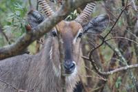Wasserbock im Krüger Park