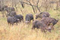 Büffelherde im Krüger Park