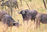 Büffelherde im Krüger Park