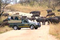 Umrahmt von einer Büffelherde im Krüger Park