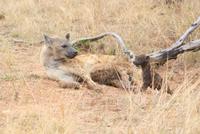 Hyäne im Krüger Park mit Nachwuchs-ein sehr seltener Moment