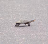 Schildkröte im Krüger Park