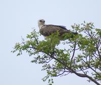 Adler im Krüger Park