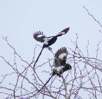 Elsternwürger im Krüger Park