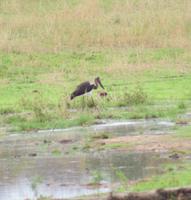 Storch im Krüger Park