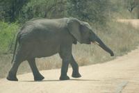 Elefanten passieren unseren Weg im Krüger Park
