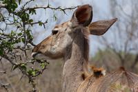 Kudu