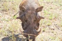 Warzenschwein im Krüger Park