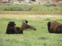 Büffel in Utah